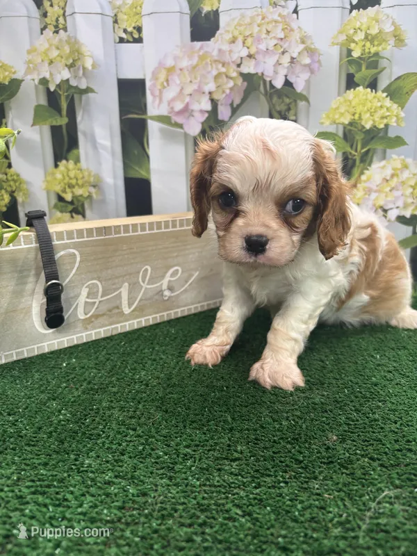 Rose's male (black) – Cavalier King Charles Spaniel puppy for sale in Jacksonville, TX