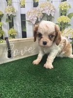 Rose's male (black), a male Cavalier King Charles Spaniel for sale in Jacksonville, TX – Photo 1 of 2