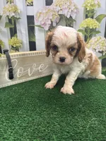 Rose's male (black), a male Cavalier King Charles Spaniel for sale in Jacksonville, TX – Photo 2 of 2