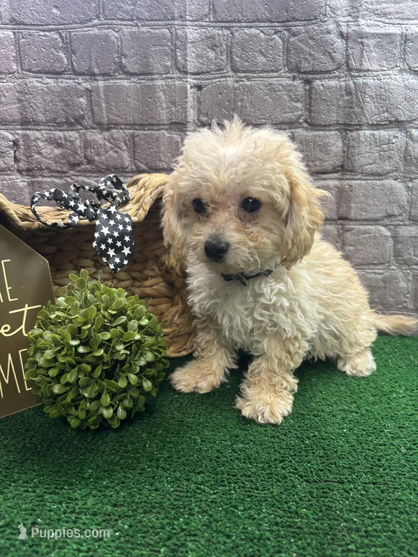Anna's male (black) – Poochon puppy for sale in Jacksonville, TX
