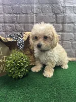 Anna's male (black), a male Poochon for sale in Jacksonville, TX – 1 of 4