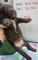Darla's male, a male Miniature Schnauzer for sale in Jacksonville, TX – 2 of 2