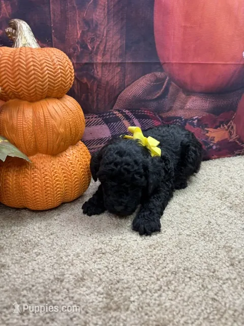Paisley's girl – Poodle - Miniature  puppy for sale in Jacksonville, TX