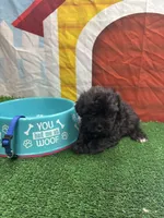 Elsa's male (blue), a male Poochon for sale in Jacksonville, TX – 1 of 1