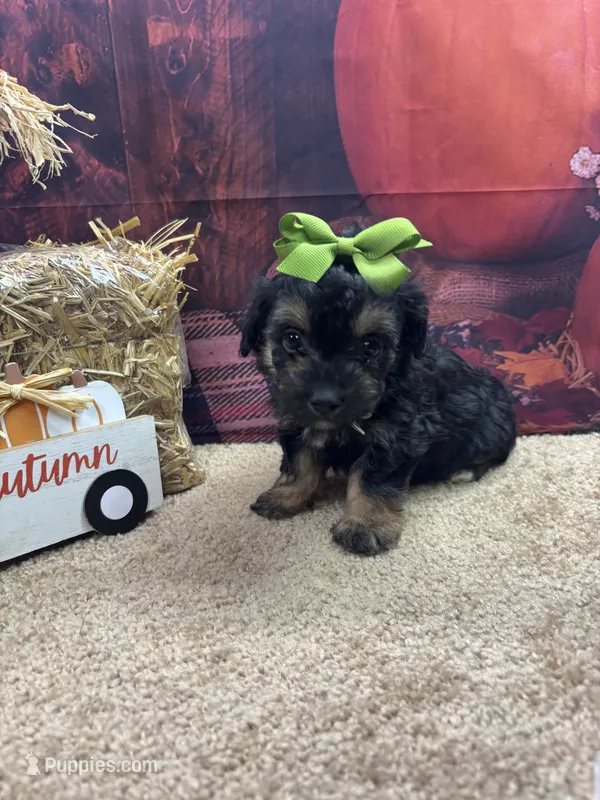 Bluie's girl (lime) – Miniature Aussiedoodle puppy for sale in Jacksonville, TX