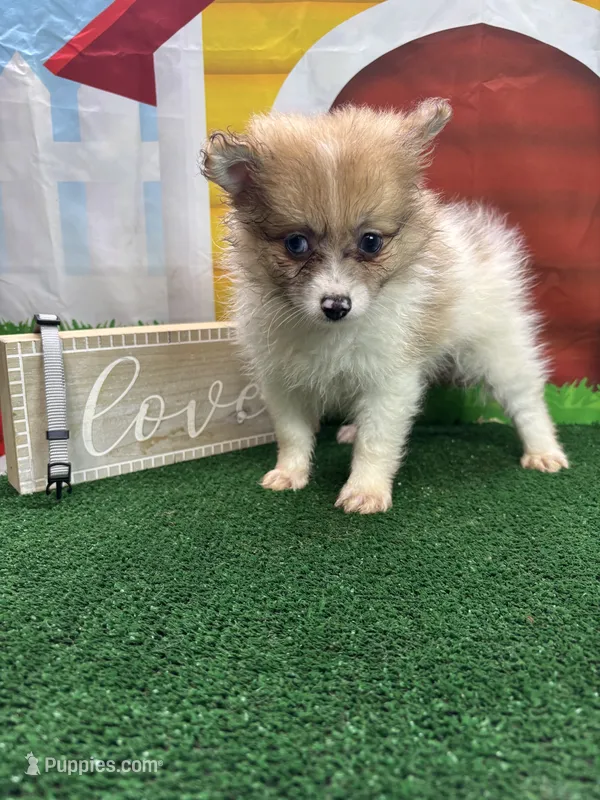 Dollys Parti male (silver) – Pomeranian puppy for sale in Jacksonville, TX