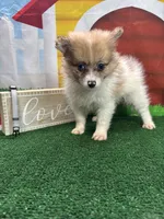 Dollys Parti male (silver), a male Pomeranian for sale in Jacksonville, TX – 1 of 9