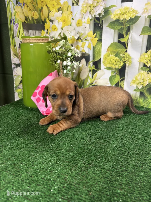 Piper's girl – Miniature Dachshund puppy for sale in Jacksonville, TX