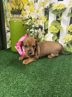 Piper's girl, a female Miniature Dachshund for sale in Jacksonville, TX – 1 of 6