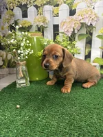 Piper's girl, a female Miniature Dachshund for sale in Jacksonville, TX – 5 of 6