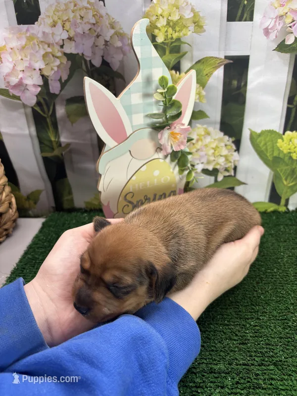 Piper's girl – Miniature Dachshund puppy for sale in Jacksonville, TX