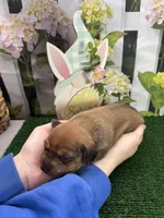 Piper's girl, a female Miniature Dachshund for sale in Jacksonville, TX – 4 of 6