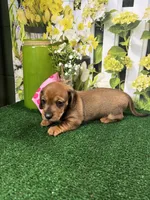 Piper's girl, a female Miniature Dachshund for sale in Jacksonville, TX – 3 of 6