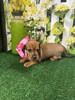 Piper's girl, a female Miniature Dachshund for sale in Jacksonville, TX – 2 of 6