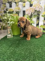 Piper's girl, a female Miniature Dachshund for sale in Jacksonville, TX – 6 of 6