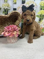Harper's girl (black), a female Poodle - Standard  for sale in Jacksonville, TX – 2 of 2