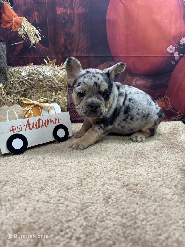 Nala's girl – French Bulldog puppy for sale in Jacksonville, TX
