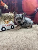 Nala's girl, a female French Bulldog for sale in Jacksonville, TX – 1 of 6