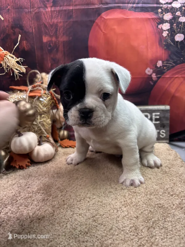 Cami's male – French Bulldog puppy for sale in Jacksonville, TX