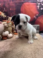 Cami's male AKC, a male French Bulldog for sale in Jacksonville, TX – 1 of 3