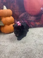 River's girl, a female Miniature Schnauzer for sale in Jacksonville, TX – 2 of 2