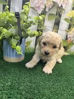 Anna's male (black), a male Poochon for sale in Jacksonville, TX – 2 of 2