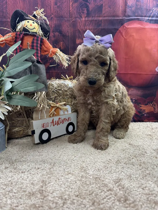 Maya's girl (purple) – Poodle - Standard  puppy for sale in Jacksonville, TX