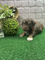 Dawn's girl (red), a female Miniature Aussiedoodle for sale in Jacksonville, TX – 1 of 2