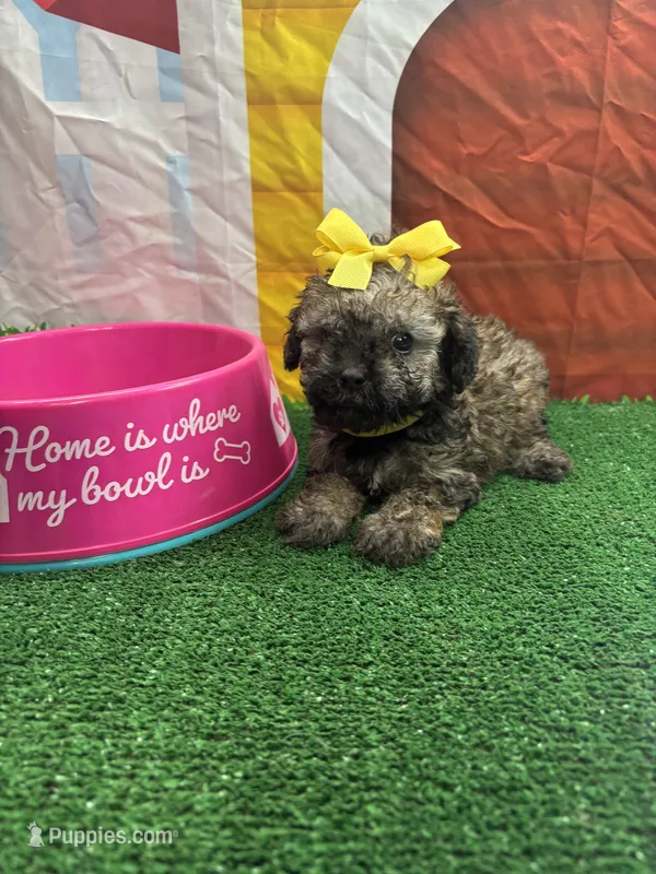 Elsa's girl (yellow) – Poochon puppy for sale in Jacksonville, TX