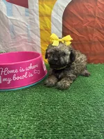 Elsa's girl (yellow), a female Poochon for sale in Jacksonville, TX – 1 of 1