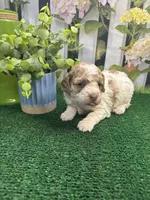 Bambi's male (parti) AKC, a male Poodle - Miniature  for sale in Jacksonville, TX – 3 of 4