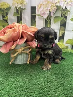 Jessey’s girl (pink), a female Cavapoo for sale in Jacksonville, TX – 2 of 2