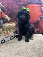 Maya's girl (green), a female Poodle - Standard  for sale in Jacksonville, TX – 2 of 2