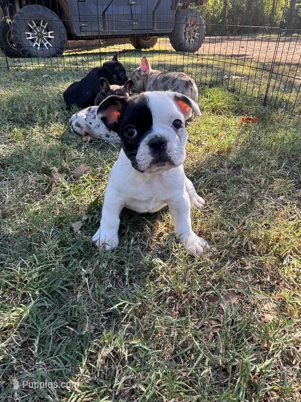 Cami's male AKC – French Bulldog puppy on hold in Jacksonville, TX