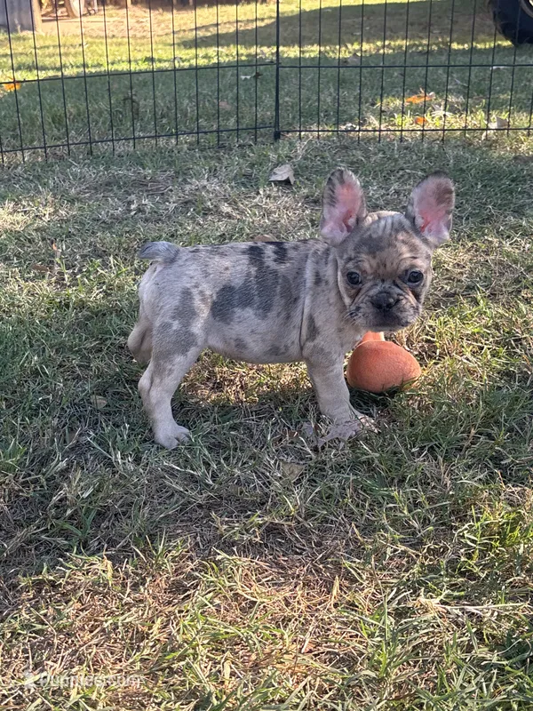 Nala's girl AKC – French Bulldog puppy for sale in Jacksonville, TX
