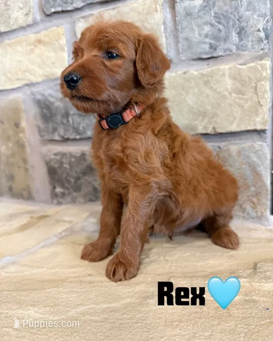 Rex – Goldendoodle, Poodle - Standard  puppy for sale in Jacksonville, TX