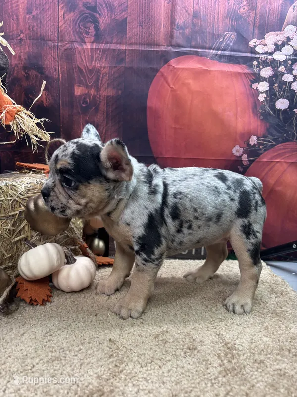 Nala's girl – French Bulldog puppy for sale in Jacksonville, TX