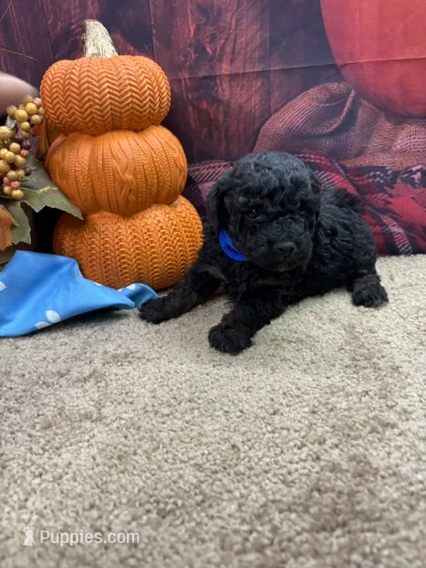 Paisley's boy (blue) – Poodle - Miniature  puppy for sale in Jacksonville, TX