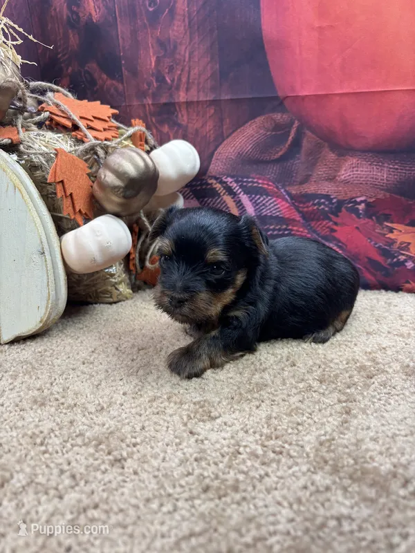 Ellie's male – Yorkshire Terrier puppy for sale in Jacksonville, TX