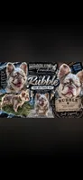 Nala's girl, a female French Bulldog for sale in Jacksonville, TX – 6 of 6