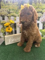 Little Ann's girl (yellow), a female Poodle - Standard  for sale in Jacksonville, TX – Photo 2 of 2