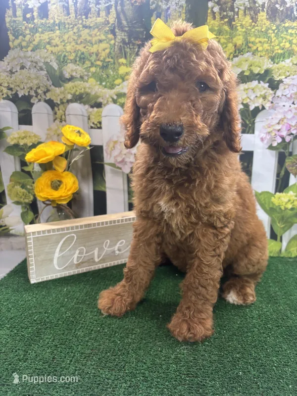 Little Ann's girl (yellow) – Poodle - Standard  puppy for sale in Jacksonville, TX