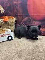 Cami's male (Black), a male French Bulldog for sale in Jacksonville, TX – 1 of 3