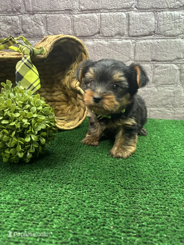 Charolette male (green) – Yorkshire Terrier puppy for sale in Jacksonville, TX