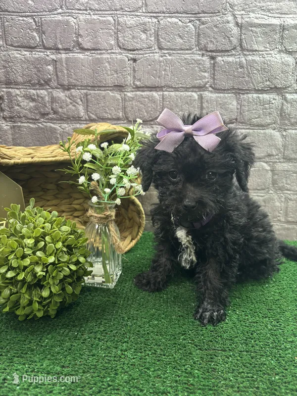Elsa's girl (Purple) – Poochon puppy for sale in Jacksonville, TX