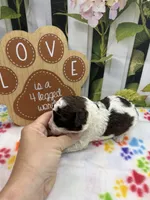 Bambi's male (choc parti), a male Poodle - Miniature  for sale in Jacksonville, TX – 1 of 2