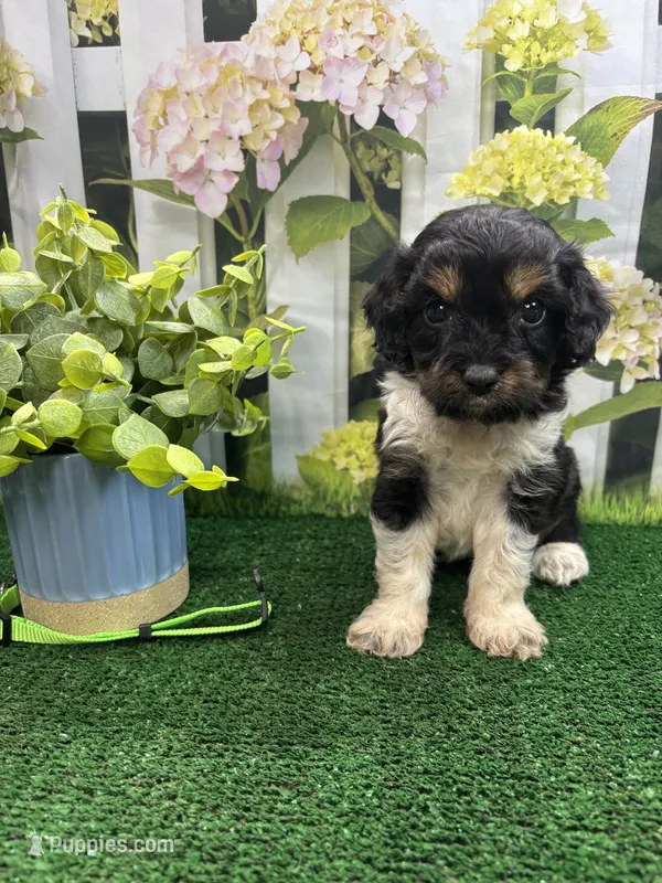 Jessey’s male (green) – Cavapoo puppy for sale in Jacksonville, TX