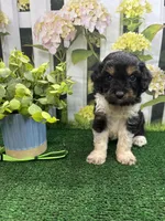 Jessey’s male (green), a female Cavapoo for sale in Jacksonville, TX – 1 of 2