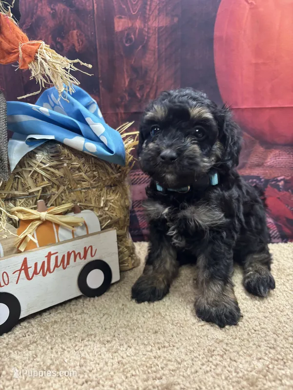 Bluie's boy (blue) – Miniature Aussiedoodle puppy for sale in Jacksonville, TX