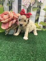 Anna's girl (red), a female Poochon for sale in Jacksonville, TX – 2 of 2